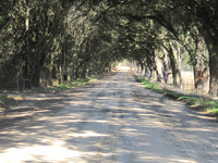 Southern Roots