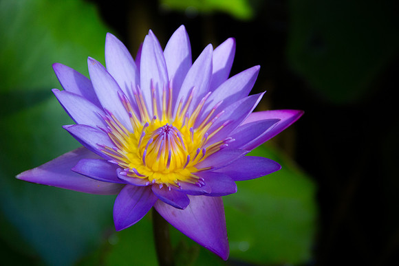 Purple Passion