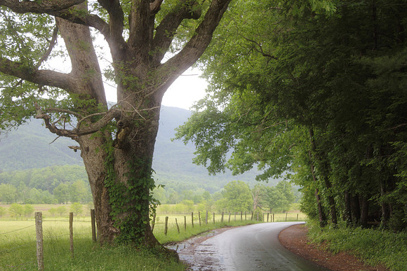 Cade's Cove Loop