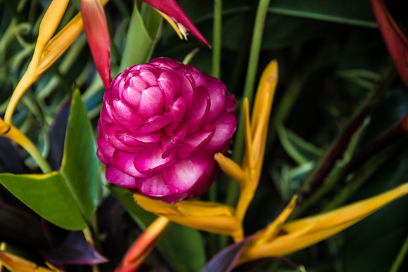 Pink Beauty