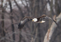 Eagles at Read's Landing