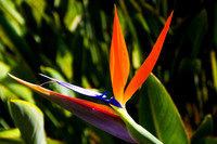 Hawaii