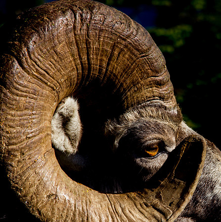 Amazing Big Horn Sheep