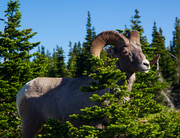 Big Horn Sheep